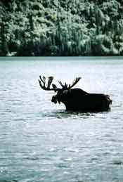 Moose swimming in Chitina River