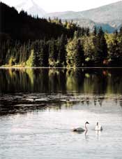 Swans in a lake